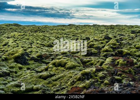 Skaftareldahraun green lava field with mossy covered in Eldhraun at South of Iceland Stock Photo