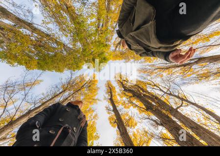 Low angle view of Lover asian couple enjoying in yellow leaves pine tree on autumn forest at New Zealand Stock Photo