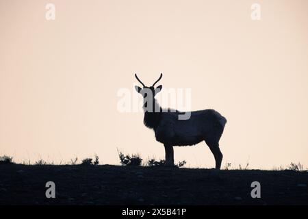 A young bull elk standing silhouetted against the sky at sunrise. Grand Teton National Park, Wyoming Stock Photo