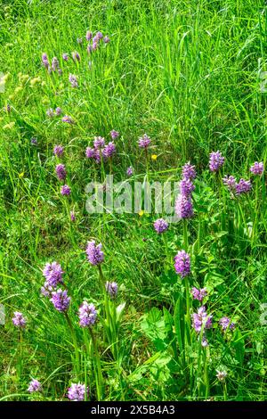Group of Monkey orchid (Orchis simia) at roadside - sud-Touraine, ce,ntral France. Stock Photo