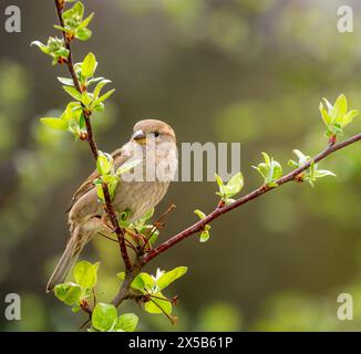 Closeup of a female house sparrow bird sitting on a tree Stock Photo