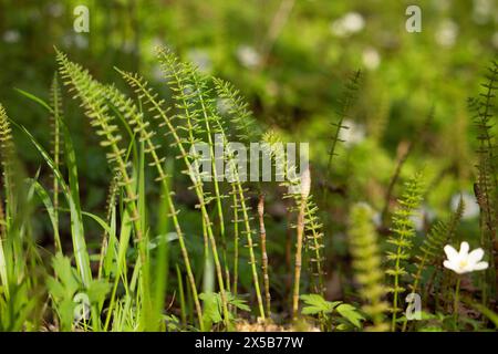 sunny illuminated forest scenery with dense ground cover vegetation at spring time Stock Photo