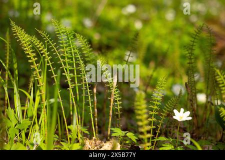 sunny illuminated forest scenery with dense ground cover vegetation at spring time Stock Photo