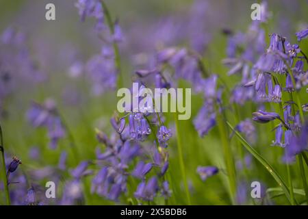 Brightly coloured sunlit purple bluebell flowers against a natural green woodland background, using a shallow depth of field. Stock Photo