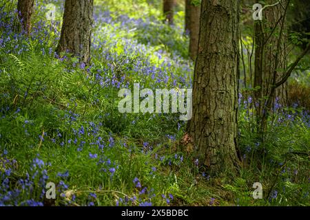 Brightly coloured sunlit purple bluebell flowers against a natural green woodland background, using a shallow depth of field. Stock Photo