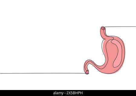 One continuous line drawing of anatomical human stomach organ. Trendy medical internal anatomy concept. Single line graphic draw design vector illustr Stock Vector