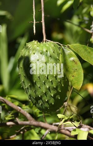 Fruit of the Soursop Tree, Annona muricata, Annonaceae, syn. Annona sericea and Guanabanus muricatus. Manuel Antonio, Costa Rica, Central America. The Stock Photo