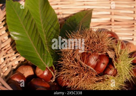 Fresh ripe brown sweet chestnuts and green leaves in a whicker basket Stock Photo