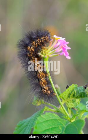Salt marsh caterpillar (Estigmene acrea) eating lantana flower in coastal wetlands, Galveston, Texas, USA. Stock Photo