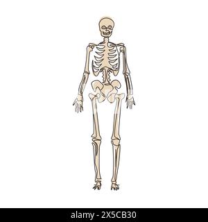Continuous one line drawing human skeleton image, useful for creating medical and scientific materials. Anatomy, medicine and biology concept. Single Stock Vector
