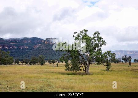 Capertee Valley and the stunning sandstone cliffs in Wollemi national park, UNESCO world heritage site, Regional New South Wales,Australia Stock Photo