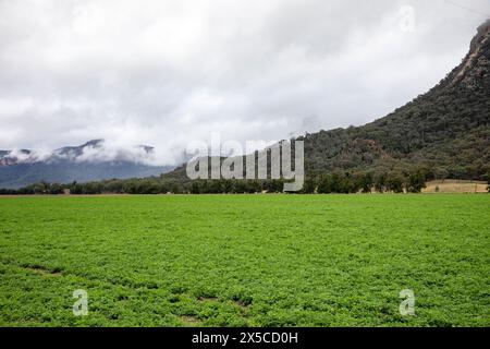 Capertee Valley and the stunning sandstone cliffs in Woollomi national park, UNESCO world heritage site, Regional New South Wales,Australia Stock Photo