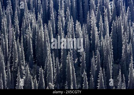 Coniferous forest, Many trees, Siberian Fir tree (Abies sibirica), Tien Shan Mountains, Kyrgyzstan Stock Photo