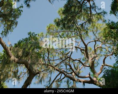 Upward view of trees to the sky with blue sky as the background. Various trees and limbs  spoke out with Spanish moss hanging from them. Bright sunny Stock Photo