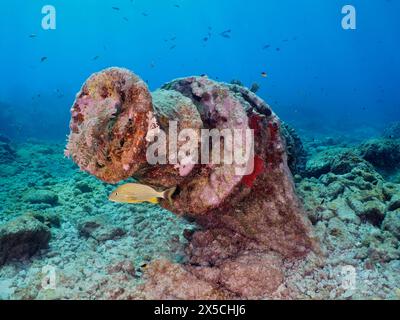 Fish swimming near a winch of an old sunken shipwreck on the seabed. Dive site John Pennekamp Coral Reef State Park, Key Largo, Florida Keys Stock Photo