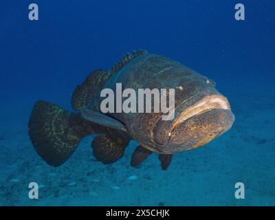 A large grouper, Atlantic goliath grouper Epinephelus itajara, swims alone across the sandy seabed. Dive site Jupiter, Florida, USA Stock Photo