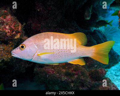 Snapper, schoolmaster snapper (Lutjanus apodus), with striking yellow tail in front of a coral reef. Dive site John Pennekamp Coral Reef State Park Stock Photo