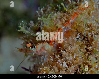Close-up of a small, translucent prawn, Caribbean velvet shrimp (Metapenaeopsis goodei), on an underwater rock. Dive site John Pennekamp Coral Reef Stock Photo
