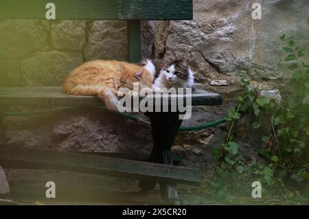 Pair of cats lying on the bench in backyard of stone house Stock Photo
