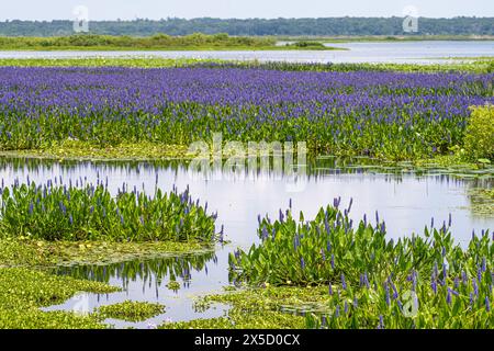 Wetlands landscape with beautiful purple flowering pickerelweed at Paynes Prairie Preserve State Park between Gainesville and Micanopy, Florida. (USA) Stock Photo