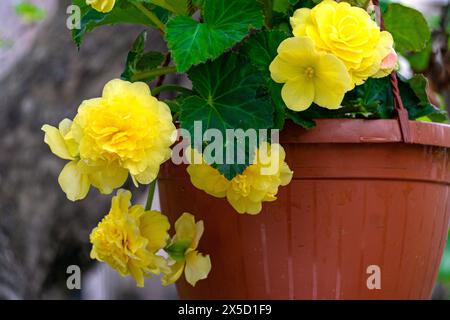 Beautiful bush with blooming yellow begonia flowers in a flower pot. Stock Photo