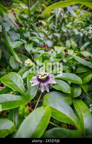 Purple lilikoi, passion fruit, flower in bloom on the vine in a rainforest on Maui, Hawaii. Stock Photo