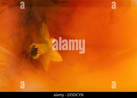 Single yellow daffodil submerged in an orange fluid Stock Photo