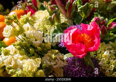 Bloemencorso Haarlem 2024. The Bloemencorso of the Bollenstreek is the largest spring festival in The Netherlands. Stock Photo