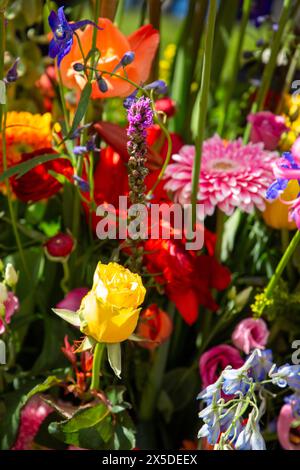 Bloemencorso Haarlem 2024. The Bloemencorso of the Bollenstreek is the largest spring festival in The Netherlands. Stock Photo