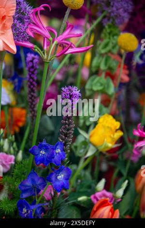 Bloemencorso Haarlem 2024. The Bloemencorso of the Bollenstreek is the largest spring festival in The Netherlands. Stock Photo