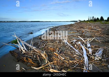 First Light shining on Driftwood on the shores of the Waimakariri River Mouth, Canterbury, New Zealand. Stock Photo