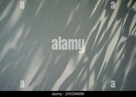 Plant nature shadow reflection with sunlight against cement concrete textured wall background. Stock Photo