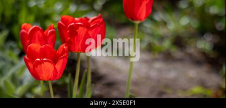 Banner with red tulips in green of spring garden. Place for text, place for copying. Tulip Day. Minimalism. Close-up. Stock Photo