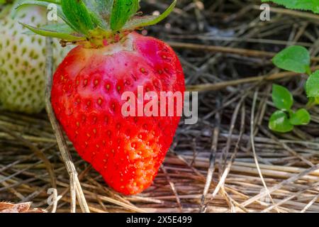 Close-up a red ripe strawberry growing in a garden. Stock Photo