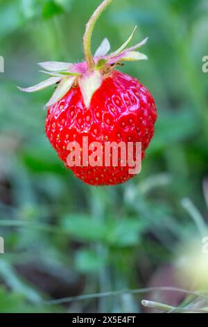 Close-up a red ripe strawberry growing in a garden. Stock Photo