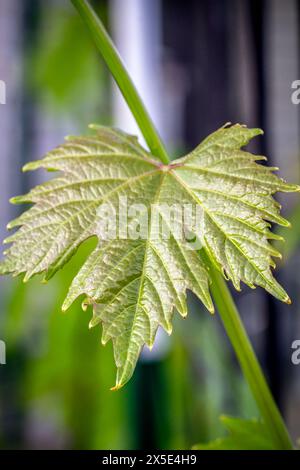 Close-up a young green grape leaf on a bush with the blurred background. Shallow depth of field. Stock Photo