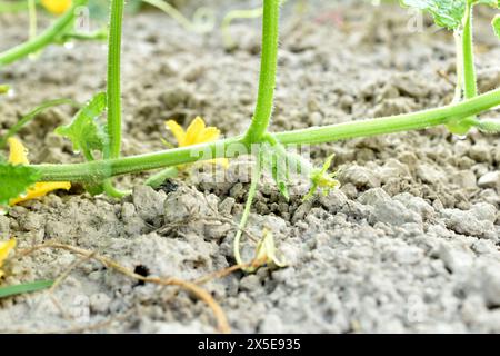A branch of a cucumber bush on which yellow flowers bloom and there are cucumber ovaries. Stock Photo