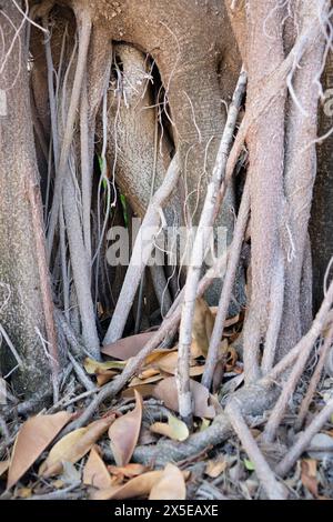 Aerial roots of Ficus elastica. Molino de Inca botanical garden, Torremolinos, Southern Spain. Stock Photo