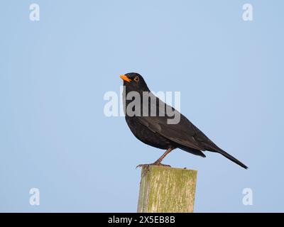 Blackbirds frequently use posts to sing or view for potential prey items on the ground. Stock Photo