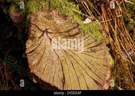 Tree stump in Dearden Clough Stock Photo