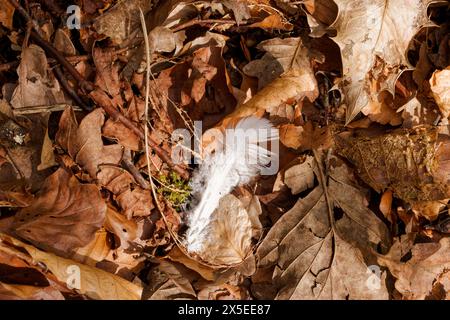A fine white bird feather resting on leaf litter of brown autumnal leaves sunlit on a woodland floor, Chesham Woods, Bury, Greater Manchester. Stock Photo
