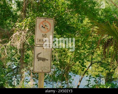 Old white No swimming alligator sign with green trees and water in the background. At Boyd Hill Nature Preserve Near Lake Maggiore. Sunny day Stock Photo