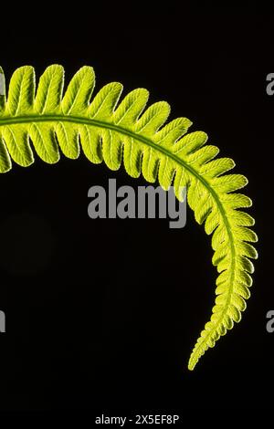 A closeup of a young leaf of Matteuccia struthiopteris, the shuttlecock fern, seen in springtime backlit against a black background (UK) Stock Photo