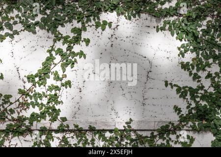 Climbing fig or Creeping fig (Ficus Pumila) the ivy plants are creeping up on whitewashed cement surface background. Green leaf texture and root branc Stock Photo
