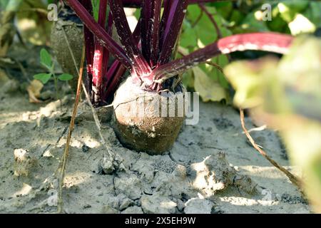 Close-up of red beets ripening in the garden. Stock Photo