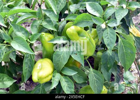 Close-up of a sweet bell pepper bush on the branches of which bell pepper pods ripen. Stock Photo