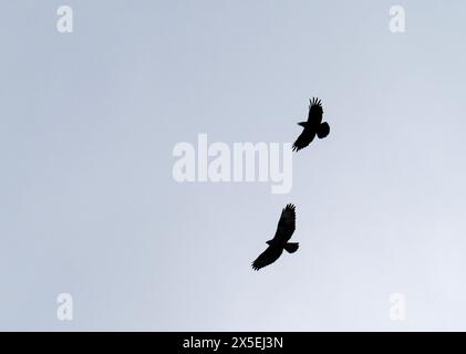 A Common Buzzard, Buteo buteo being mobbed by a Rook in Ambleside, Lake District, UK. Stock Photo