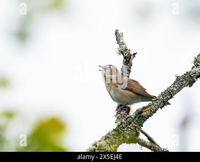 A Garden Warbler; Sylvia borin singing in Ambleside, Lake District, UK. Stock Photo