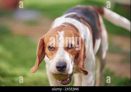 Portrait of beagle dog with ball in mouth on meadow background Stock Photo