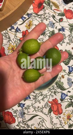 Close-Up of lime and sliced lime. Guadalajara, Mexico Stock Photo - Alamy